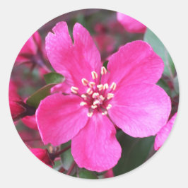 Adesivo Redondo Caranguejo-Flor Rosa