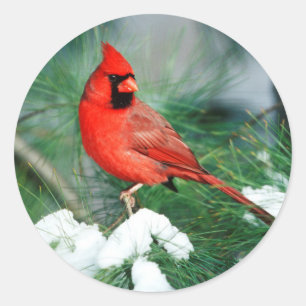 Adesivo Redondo Cardinal-do-norte macho na árvore, IL