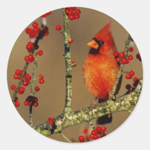 Adesivo Redondo Cardinal-vermelho macho empoleirado, IL