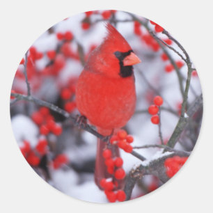 Adesivo Redondo Cardinal-vermelho macho, Inverno, IL