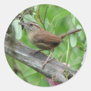 Adesivo Redondo Carolina Wren Sticker
