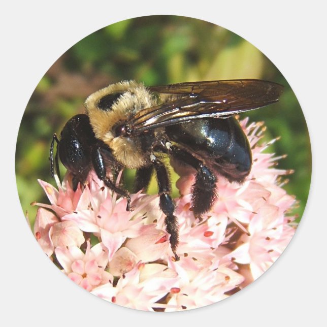 Adesivo Redondo Carpenter Bee ~ sticker (Frente)