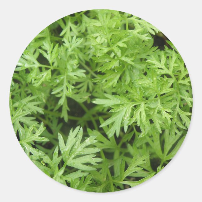 Adesivo Redondo Carrot Tops Stickers (Frente)