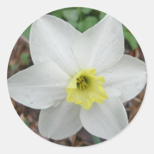 Adesivo Redondo Cartão de Nota de Narciso Branco e Amarelo