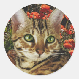 Adesivo Redondo Cartões e autocolantes