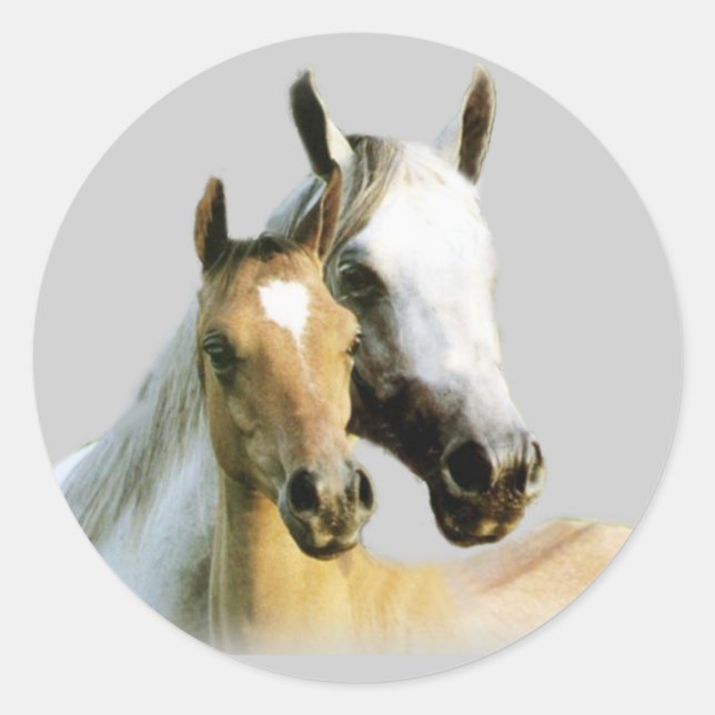 Adesivo Redondo Cartucho de Budies (Frente)