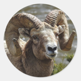 Adesivo Redondo Cartucho de Ovelha Bighorn