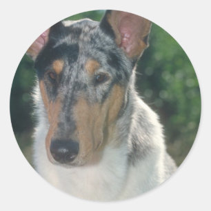 Adesivo Redondo Casaco liso do Collie azul de Merle