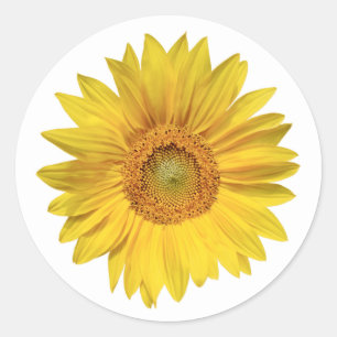 Adesivo Redondo Casamento Flor de Girassol Amarelo Floral