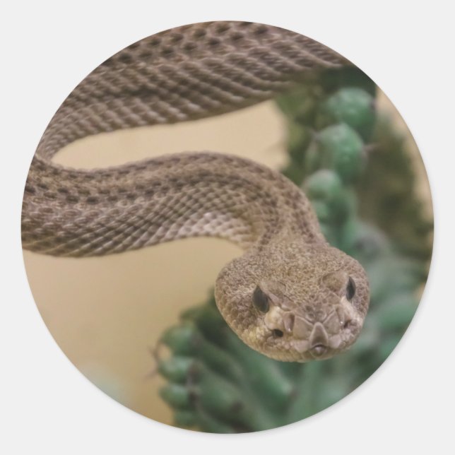 Adesivo Redondo cascavel (Frente)