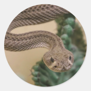 Adesivo Redondo cascavel