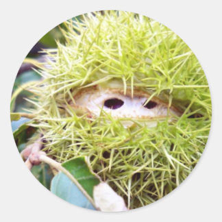 Adesivo Redondo Castanha