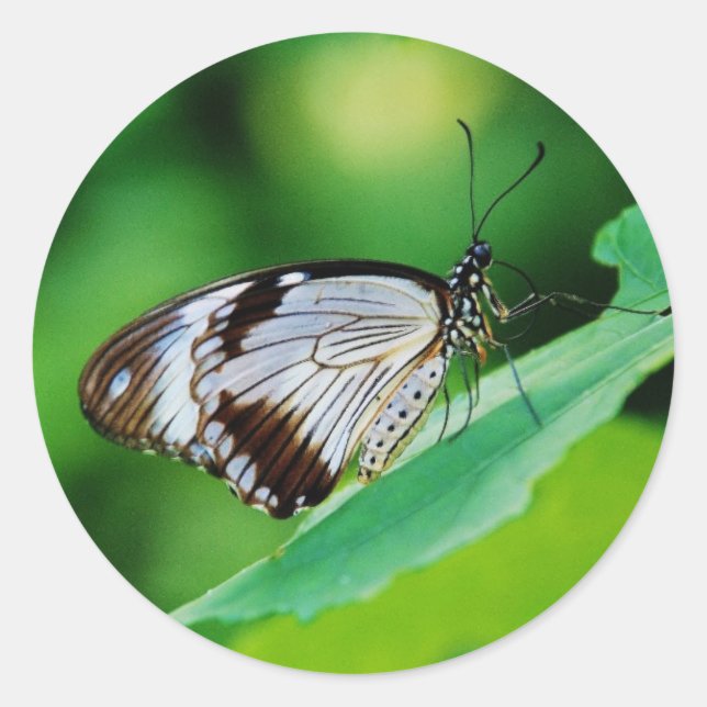 Adesivo Redondo Castanho escuro e borboleta Cinza (Frente)