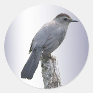 Adesivo Redondo Catbird