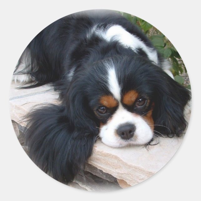 Adesivo Redondo Cavalier King Charles Spaniel (Frente)