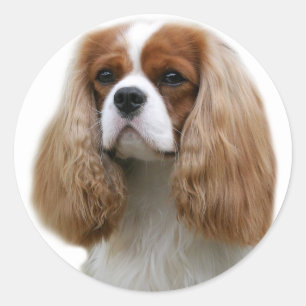 Adesivo Redondo Cavalier King Charles Spaniel
