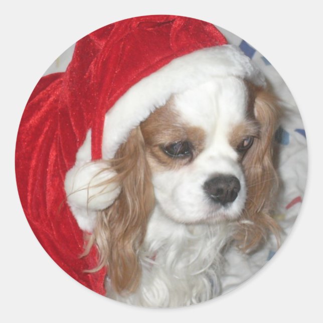 ADESIVO REDONDO CAVALIER KING CHARLES SPANIEL DOG COM SANTA HAT (Frente)