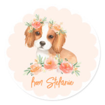 Cavalier King Charles Spaniel Peach Aniversário