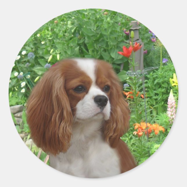 Adesivo Redondo Cavalier King Charles Spaniel Sticker (Frente)