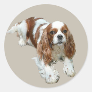Adesivo Redondo Cavalier King Charles Spaniel Sticker