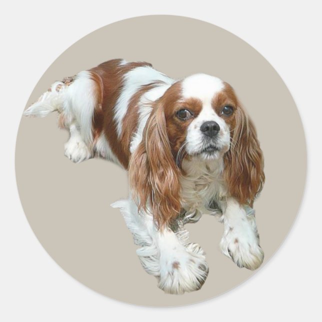 Adesivo Redondo Cavalier King Charles Spaniel Sticker (Frente)
