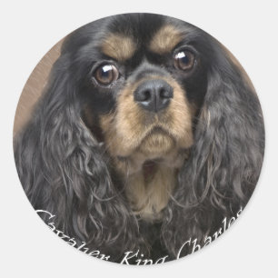 Adesivo Redondo Cavalier King Charles Spaniel Stickers