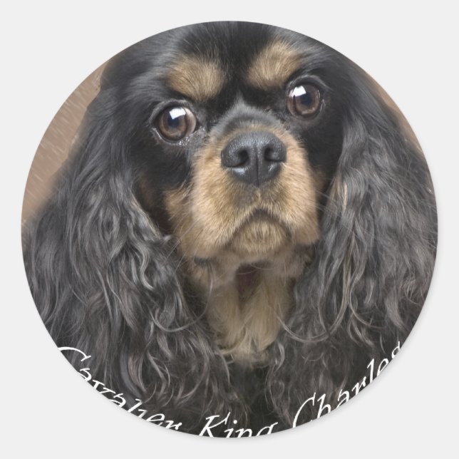 Adesivo Redondo Cavalier King Charles Spaniel Stickers (Frente)