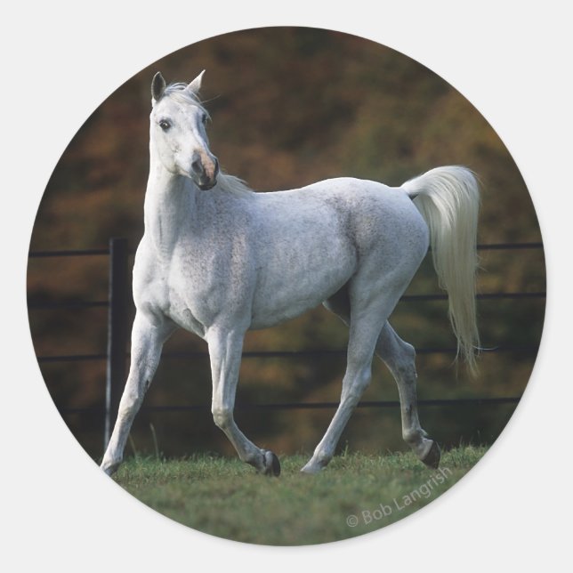 Adesivo Redondo Cavalo Árabe Correndo 1 (Frente)