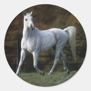 Adesivo Redondo Cavalo árabe que funciona 1