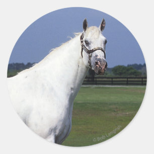 Adesivo Redondo Cavalo do Appaloosa