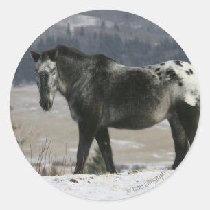Adesivo Redondo Cavalo do Appaloosa na neve