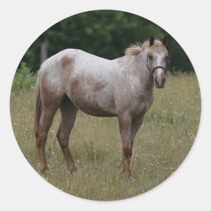 Adesivo Redondo Cavalo do Appaloosa que está na grama