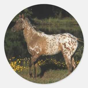 Adesivo Redondo Cavalo do Appaloosa que está pelo lago