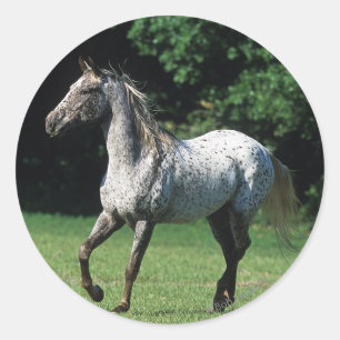 Adesivo Redondo Cavalo do Appaloosa que funciona 2