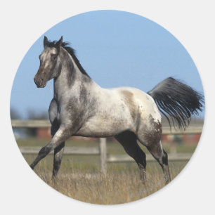 Adesivo Redondo Cavalo do Appaloosa que funciona 3
