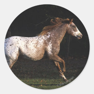 Adesivo Redondo Cavalo do Appaloosa que funciona 4