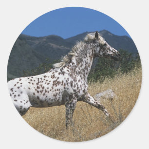 Adesivo Redondo Cavalo do Appaloosa que funciona acima a montanha