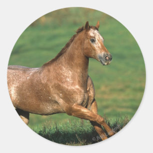 Adesivo Redondo Cavalo do Appaloosa que funciona no campo gramíne