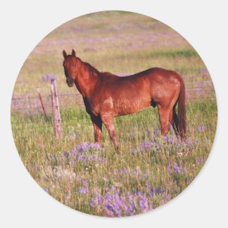 Adesivo Redondo cavalo quarto