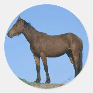 Adesivo Redondo Cavalo selvagem do mustang