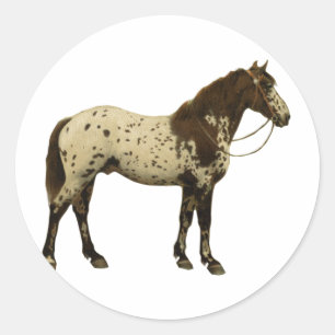 Adesivo Redondo Cavalos antigos - Appaloosa