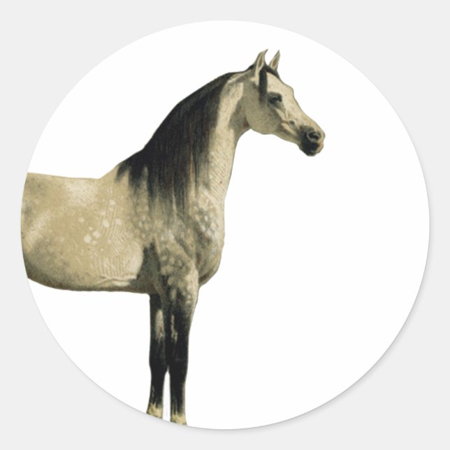 Adesivo Redondo Cavalos antigos - Arabian (Frente)