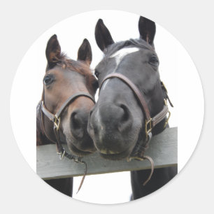 Adesivo Redondo Cavalos apaixonados