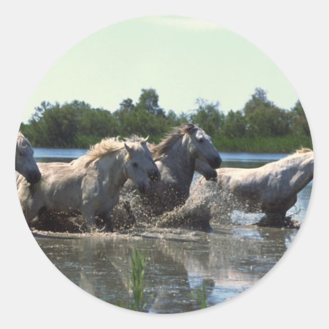 Adesivo Redondo Cavalos atravessando água (Frente)