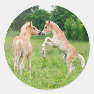 Adesivo Redondo Cavalos de haflinger, filhotes bonitos criando