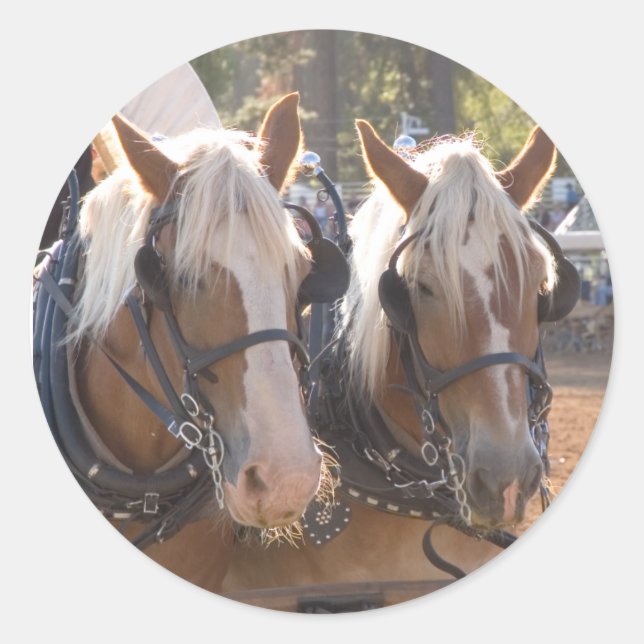 Adesivo Redondo Cavalos de Rascunho (Frente)