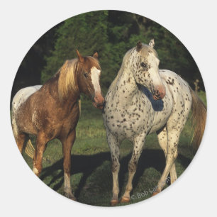 Adesivo Redondo Cavalos do Appaloosa