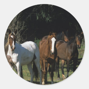 Adesivo Redondo Cavalos selvagens 1 do mustang
