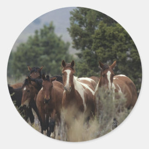 Adesivo Redondo Cavalos selvagens 2 do mustang
