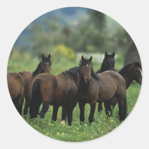 Adesivo Redondo Cavalos selvagens 3 do mustang